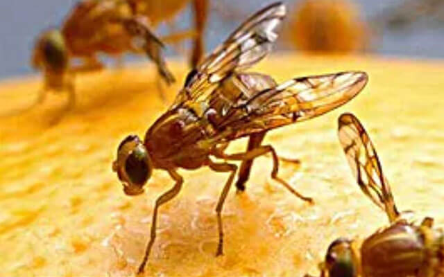 Зараркунандадан эҳтиёт бўлинг